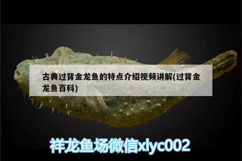 古典過(guò)背金龍魚的特點(diǎn)介紹視頻講解(過(guò)背金龍魚百科) 古典過(guò)背金龍魚