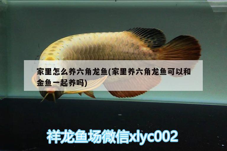 家里怎么養(yǎng)六角龍魚(家里養(yǎng)六角龍魚可以和金魚一起養(yǎng)嗎) 元寶鯽