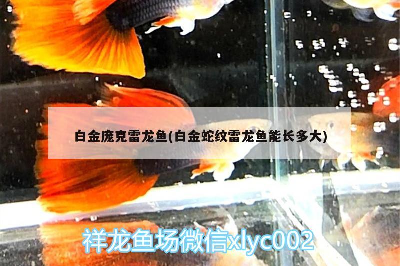 白金龐克雷龍魚(白金蛇紋雷龍魚能長多大) 稀有金龍魚