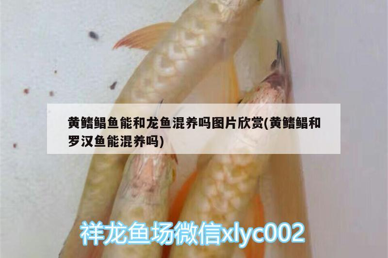 黃鰭鯧魚能和龍魚混養(yǎng)嗎圖片欣賞(黃鰭鯧和羅漢魚能混養(yǎng)嗎)