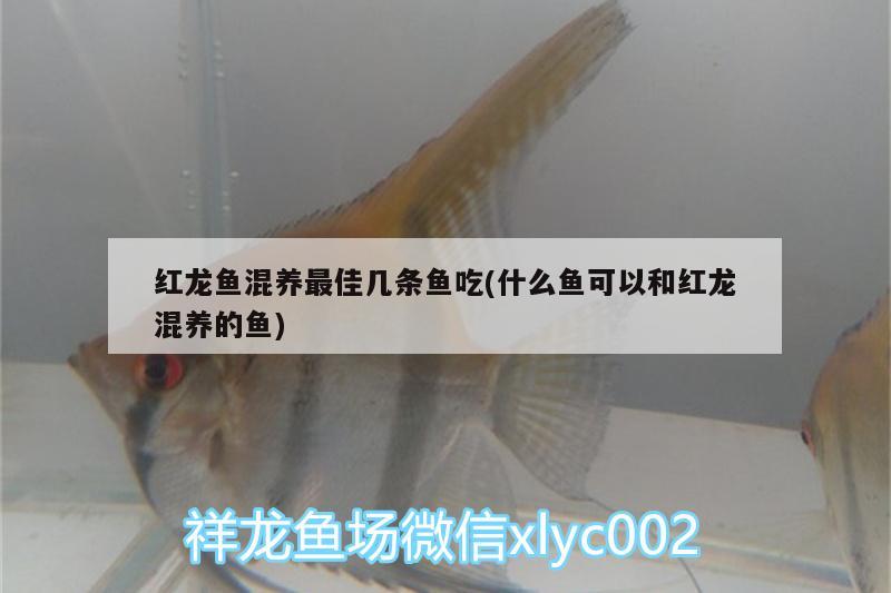 海拉爾魚缸維修電話是多少號：海拉爾哪里賣魚缸