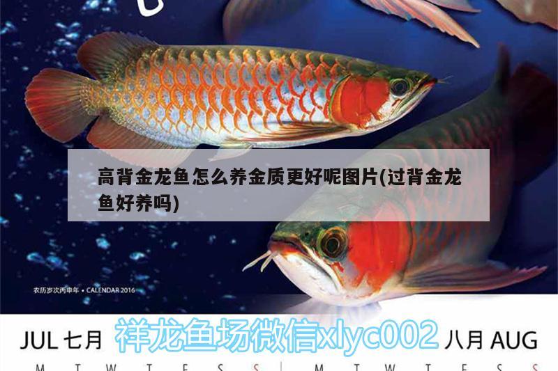 高背金龍魚怎么養(yǎng)金質(zhì)更好呢圖片(過背金龍魚好養(yǎng)嗎) 高背金龍魚