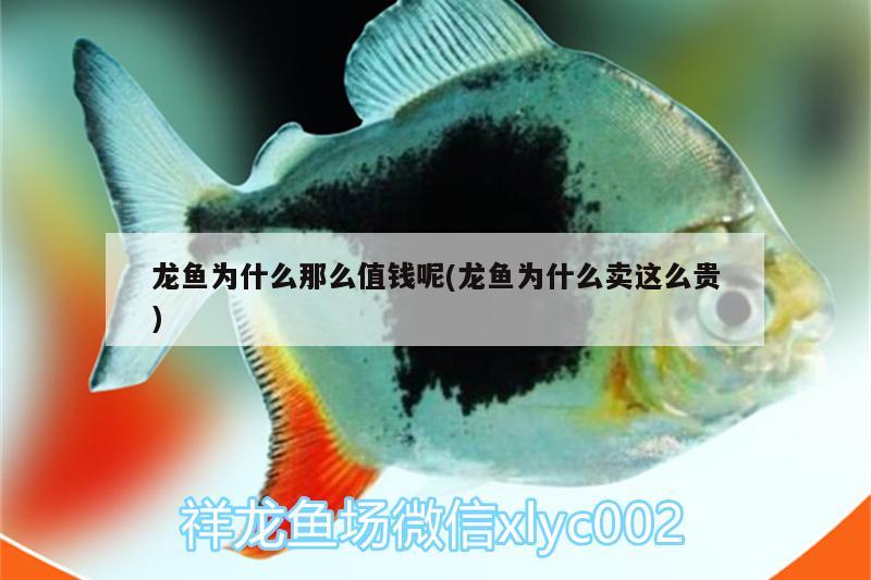 龍魚為什么那么值錢呢(龍魚為什么賣這么貴) 白子銀龍苗（黃化銀龍苗）