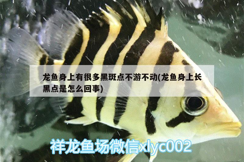 龍魚身上有很多黑斑點(diǎn)不游不動(dòng)(龍魚身上長(zhǎng)黑點(diǎn)是怎么回事)