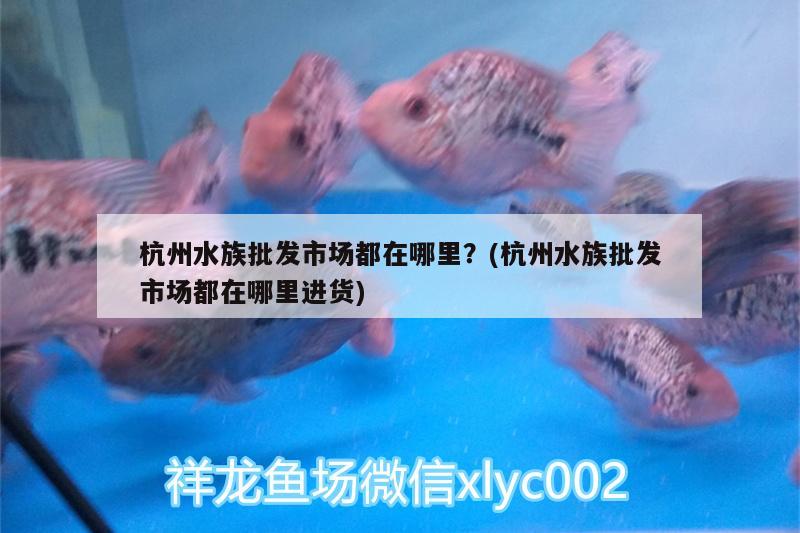 杭州水族批發(fā)市場都在哪里？(杭州水族批發(fā)市場都在哪里進(jìn)貨) 觀賞魚水族批發(fā)市場