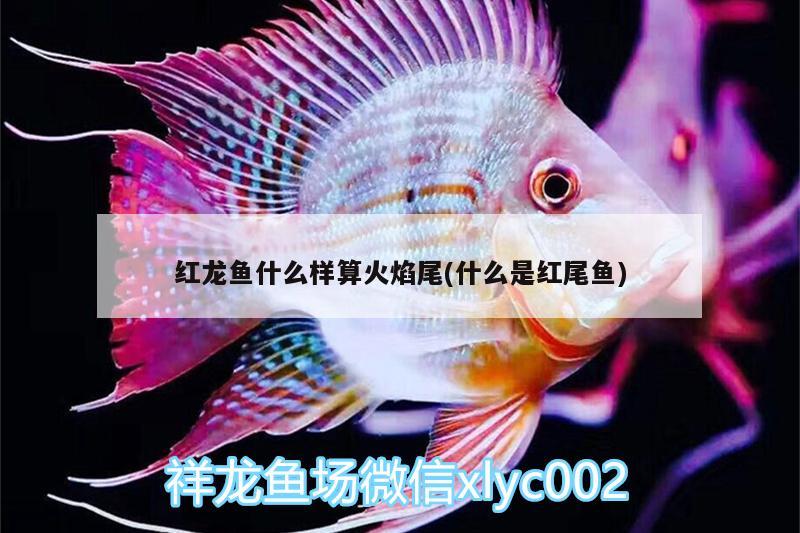 紅龍魚什么樣算火焰尾(什么是紅尾魚)