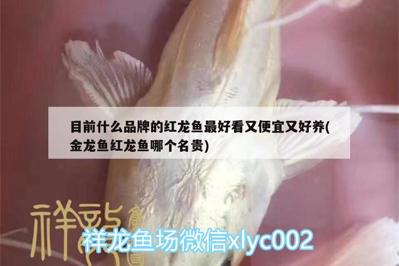 目前什么品牌的紅龍魚最好看又便宜又好養(yǎng)(金龍魚紅龍魚哪個名貴) 肺魚