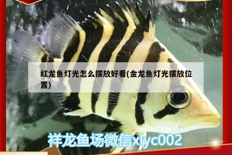 紅龍魚燈光怎么擺放好看(金龍魚燈光擺放位置)