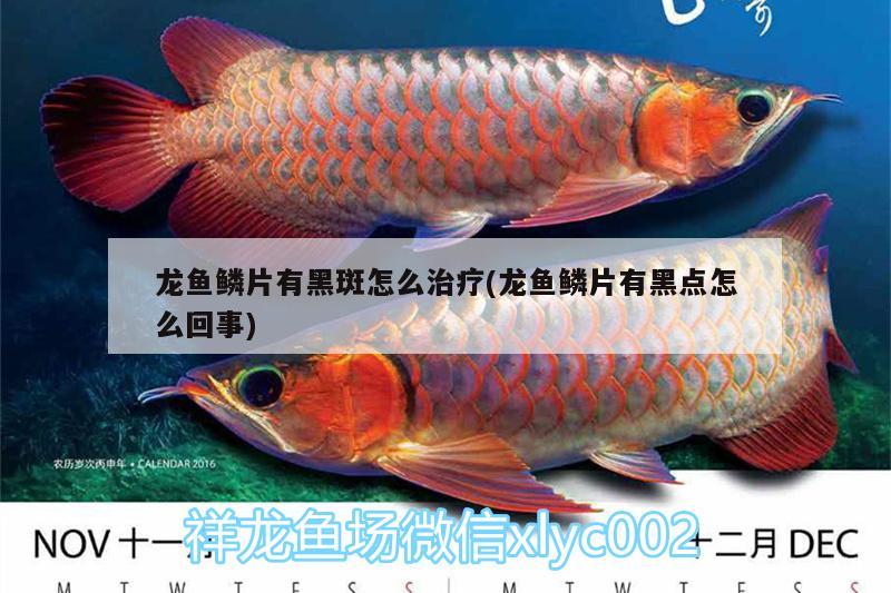 龍魚鱗片有黑斑怎么治療(龍魚鱗片有黑點怎么回事) 綠皮辣椒小紅龍