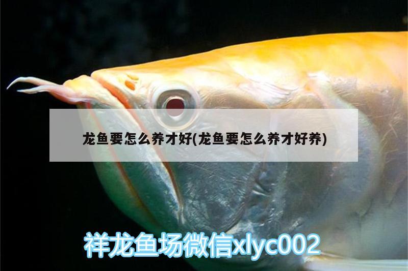 龍魚要怎么養(yǎng)才好(龍魚要怎么養(yǎng)才好養(yǎng)) 錦鯉魚百科