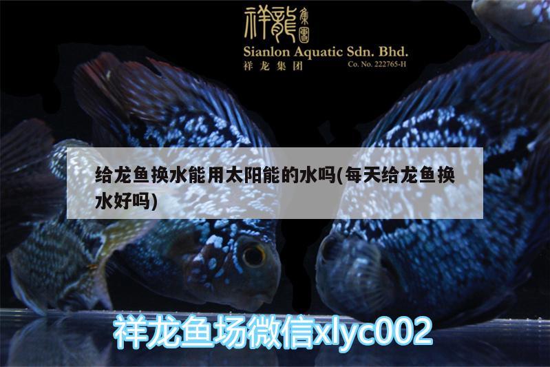 給龍魚換水能用太陽能的水嗎(每天給龍魚換水好嗎) 水草