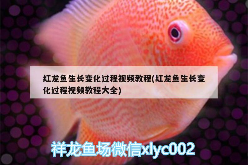 紅龍魚(yú)生長(zhǎng)變化過(guò)程視頻教程(紅龍魚(yú)生長(zhǎng)變化過(guò)程視頻教程大全)