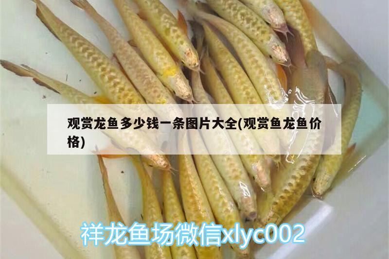 觀賞龍魚多少錢一條圖片大全(觀賞魚龍魚價格) 水族燈（魚缸燈） 第2張