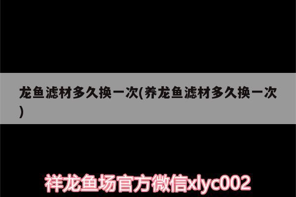 龍魚濾材多久換一次(養(yǎng)龍魚濾材多久換一次) 白子銀版魚苗