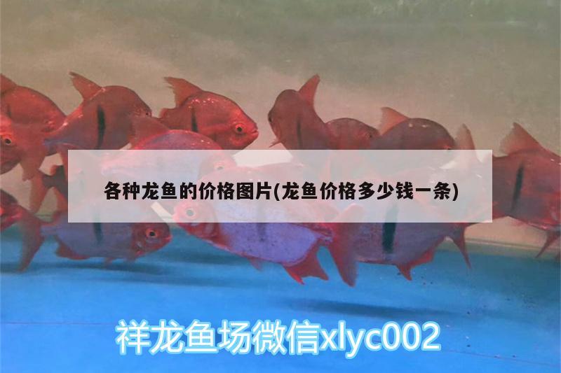 普通的小金魚怎么養(yǎng)，富貴，是“富”重要，還是“貴”重要 觀賞魚 第3張