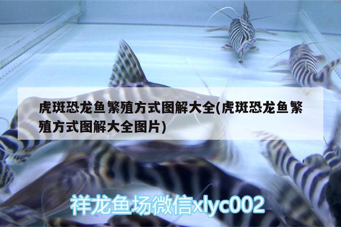 虎斑恐龍魚繁殖方式圖解大全(虎斑恐龍魚繁殖方式圖解大全圖片) 虎斑恐龍魚