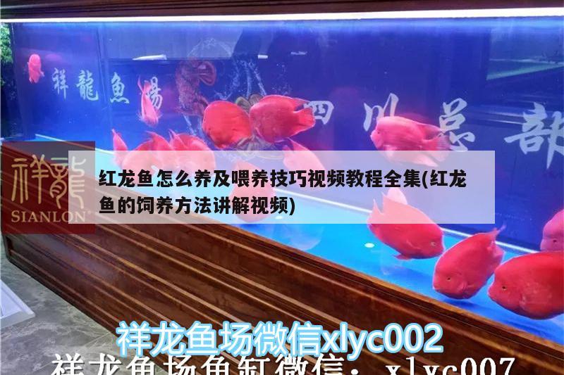 紅龍魚(yú)怎么養(yǎng)及喂養(yǎng)技巧視頻教程全集(紅龍魚(yú)的飼養(yǎng)方法講解視頻)