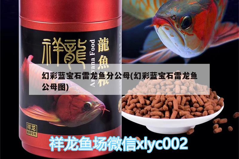 幻彩藍(lán)寶石雷龍魚分公母(幻彩藍(lán)寶石雷龍魚公母圖)