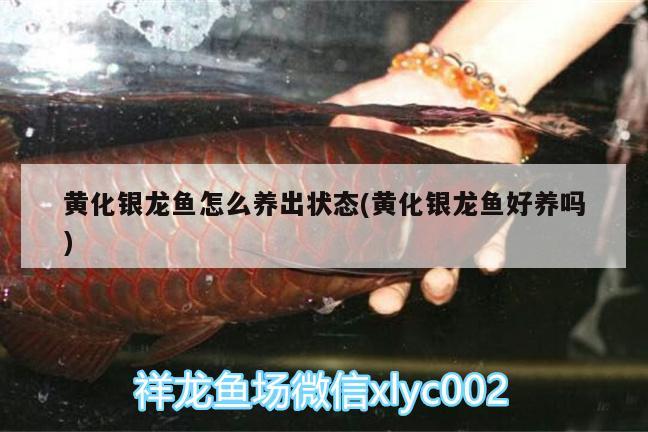 普通的小金魚怎么養(yǎng)，富貴，是“富”重要，還是“貴”重要