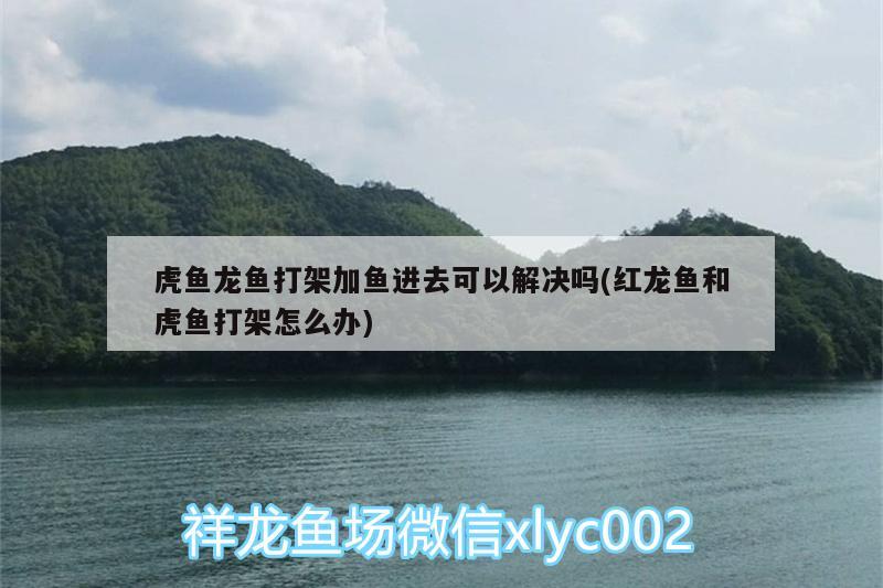 常見的小型熱帶魚有哪些？，小型熱帶魚品種大全圖:小型熱帶魚品種大全圖及介紹