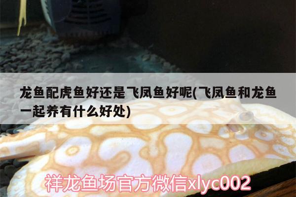 龍魚配虎魚好還是飛鳳魚好呢(飛鳳魚和龍魚一起養(yǎng)有什么好處) 飛鳳魚