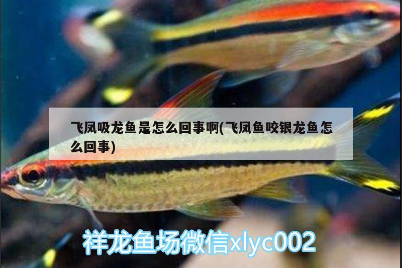 飛鳳吸龍魚是怎么回事啊(飛鳳魚咬銀龍魚怎么回事)