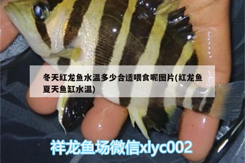 冬天紅龍魚水溫多少合適喂食呢圖片(紅龍魚夏天魚缸水溫) 生態(tài)瓶/創(chuàng)意缸/桌面微景缸