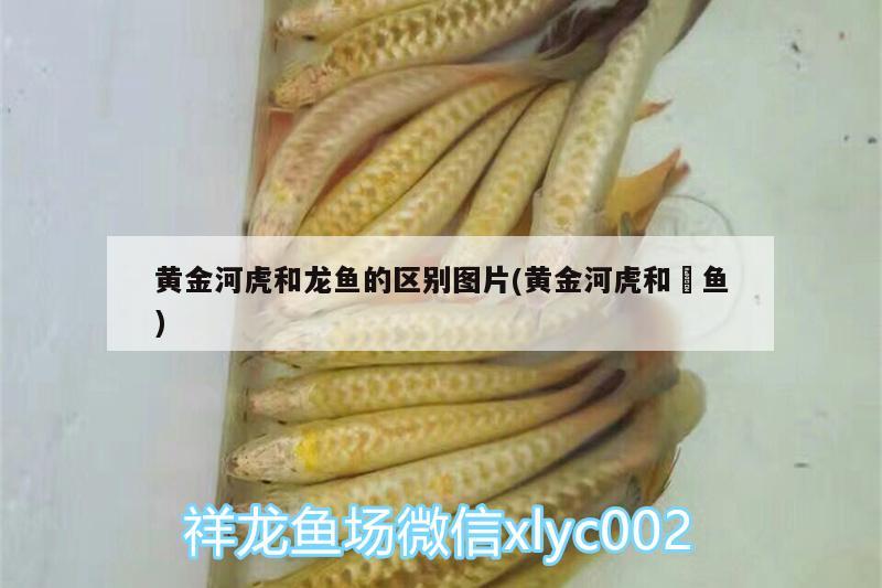 黃金河虎和龍魚的區(qū)別圖片(黃金河虎和鳡魚) 黃金河虎魚