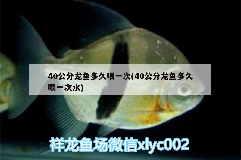 40公分龍魚多久喂一次(40公分龍魚多久喂一次水) 麥肯斯銀版魚