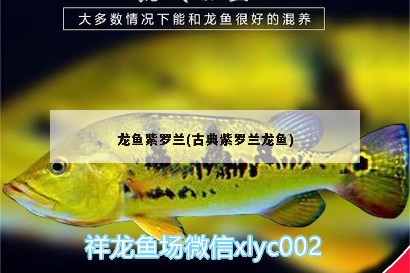 龍魚紫羅蘭(古典紫羅蘭龍魚)