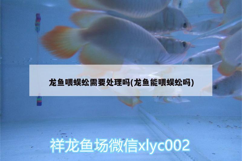 龍魚喂蜈蚣需要處理嗎(龍魚能喂蜈蚣嗎) 泰龐海蓮魚