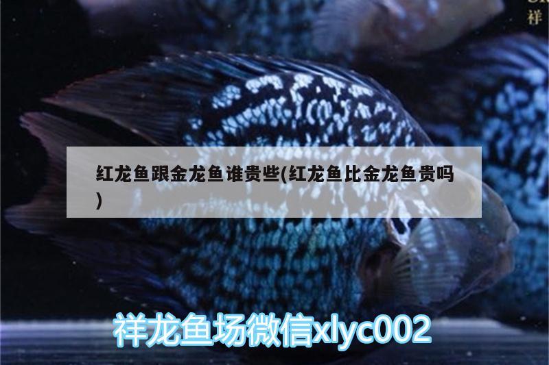 紅龍魚跟金龍魚誰(shuí)貴些(紅龍魚比金龍魚貴嗎) 紅頭利魚