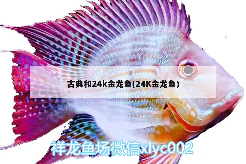 古典和24k金龍魚(24K金龍魚)