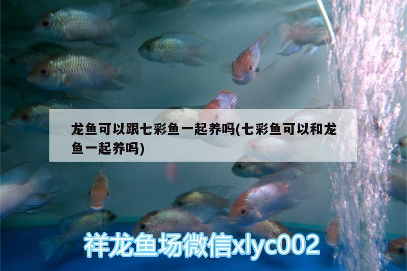 龍魚可以跟七彩魚一起養(yǎng)嗎(七彩魚可以和龍魚一起養(yǎng)嗎) 飛鳳魚