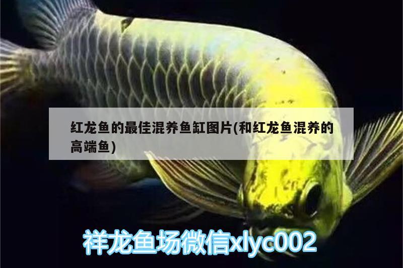 紅龍魚的最佳混養(yǎng)魚缸圖片(和紅龍魚混養(yǎng)的高端魚) 虎斑恐龍魚 第2張