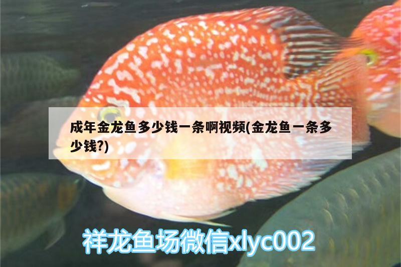 成年金龍魚多少錢一條啊視頻(金龍魚一條多少錢?) 南美異形觀賞魚