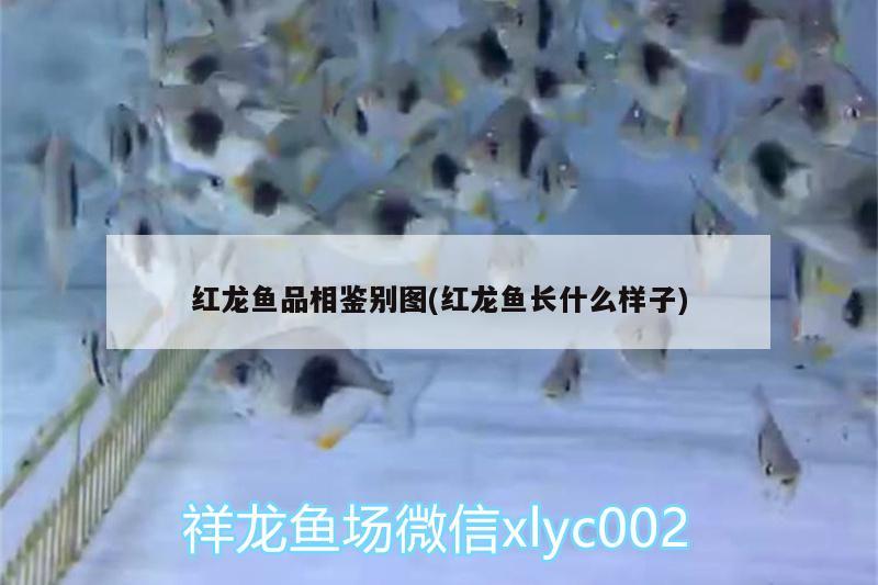 紅龍魚品相鑒別圖(紅龍魚長(zhǎng)什么樣子) 廣州觀賞魚批發(fā)市場(chǎng)