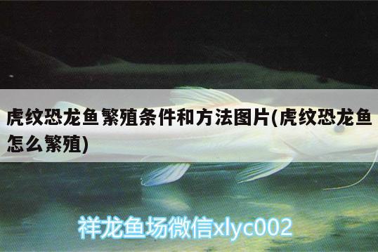 虎紋恐龍魚繁殖條件和方法圖片(虎紋恐龍魚怎么繁殖)