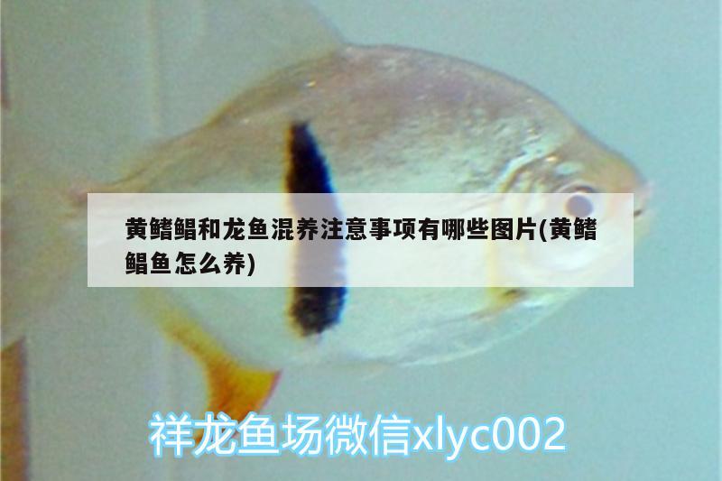 黃鰭鯧和龍魚混養(yǎng)注意事項有哪些圖片(黃鰭鯧魚怎么養(yǎng)) 黃鰭鯧魚 第1張