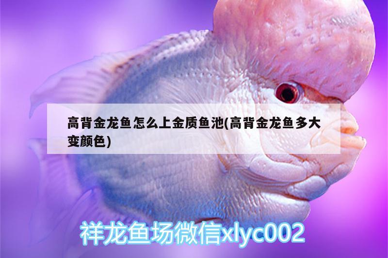 高背金龍魚怎么上金質(zhì)魚池(高背金龍魚多大變顏色) 高背金龍魚