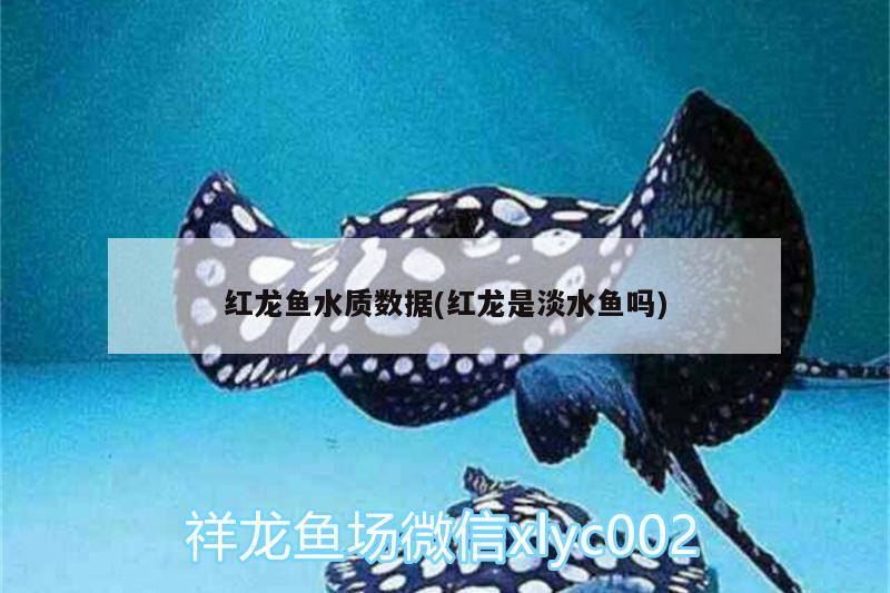 黃顙魚怎么釣？黃顙魚釣魚技巧，野釣黃顙魚的技巧 垂釣樂(lè)園 第1張