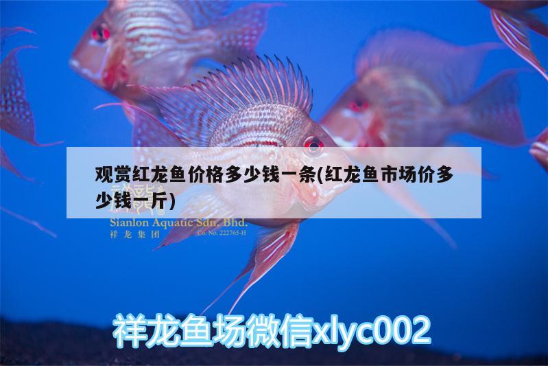 觀賞紅龍魚價格多少錢一條(紅龍魚市場價多少錢一斤) 魚缸清潔用具