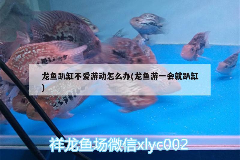 龍魚趴缸不愛游動怎么辦(龍魚游一會就趴缸) B級過背金龍魚