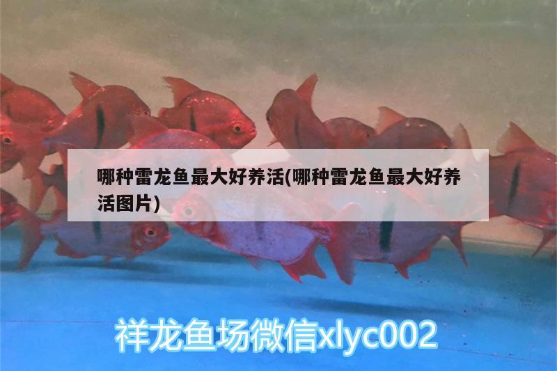 哪種雷龍魚最大好養(yǎng)活(哪種雷龍魚最大好養(yǎng)活圖片)