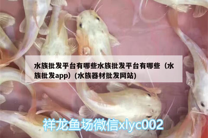 紅禮服孔雀魚(yú)母魚(yú)：孔雀魚(yú)藍(lán)禮服母魚(yú)