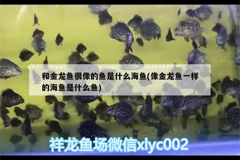 和金龍魚很像的魚是什么海魚(像金龍魚一樣的海魚是什么魚) 蘇虎