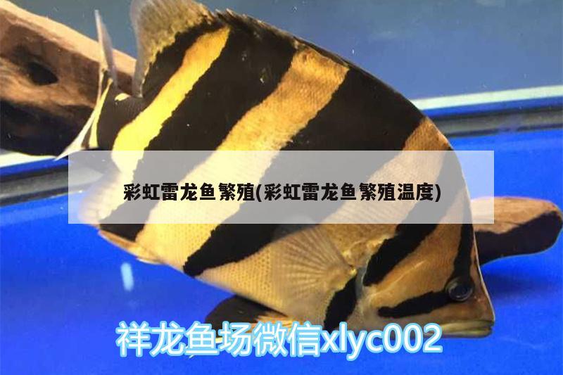 彩虹雷龍魚繁殖(彩虹雷龍魚繁殖溫度)