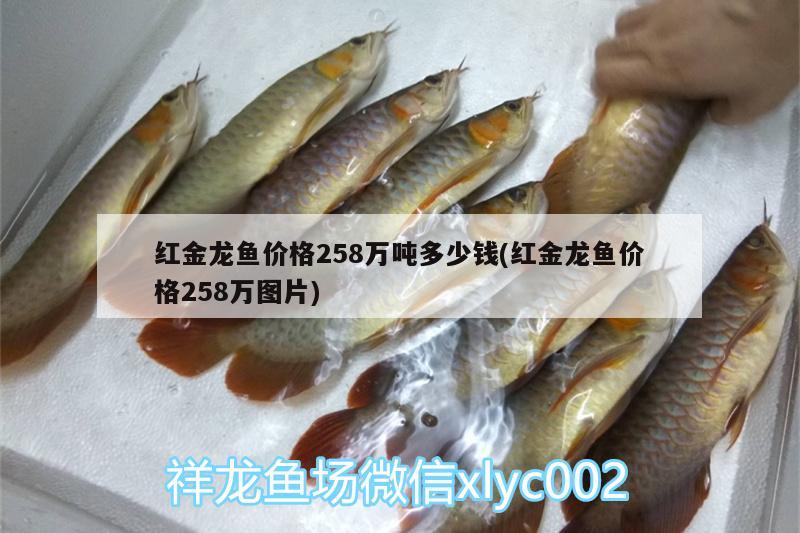 紅金龍魚價(jià)格258萬噸多少錢(紅金龍魚價(jià)格258萬圖片) 白子銀版魚苗