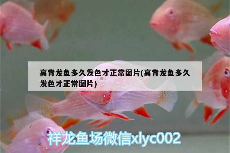 高背龍魚多久發(fā)色才正常圖片(高背龍魚多久發(fā)色才正常圖片) 祥龍龍魚專用水族燈