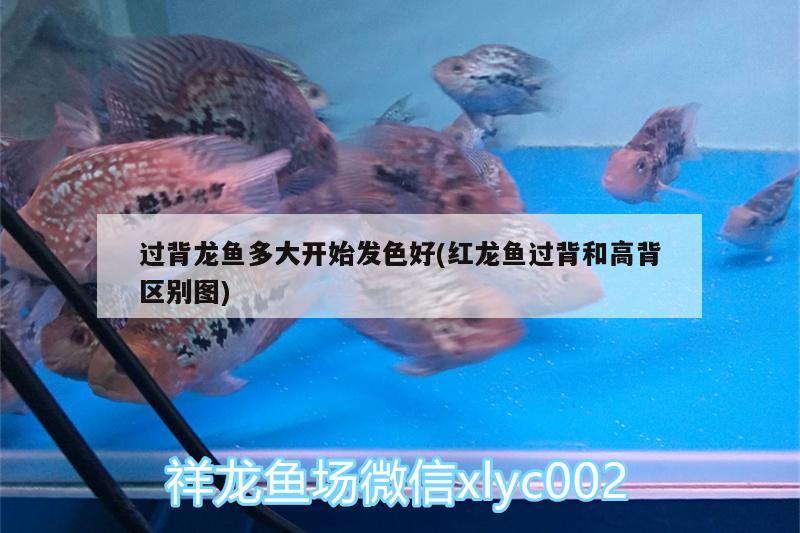 過(guò)背龍魚多大開始發(fā)色好(紅龍魚過(guò)背和高背區(qū)別圖) 稀有紅龍品種